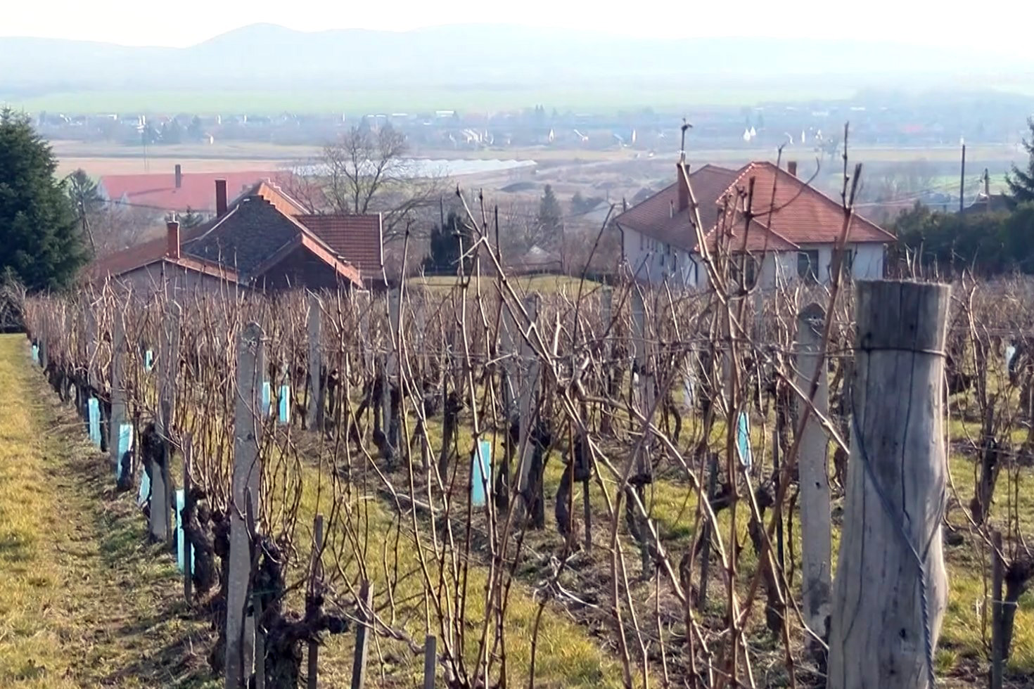 A borászok a szőlőművelés egyik legfontosabb munkáját a metszést végzik