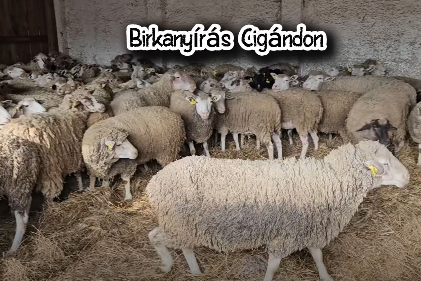 Cigánd: A Nagy Tavaszi Vetkőzés: Amikor a birka frizurát vált